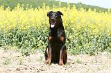 BEAUCERON 810